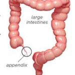 appendix