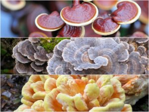 medicinal-mushrooms blog