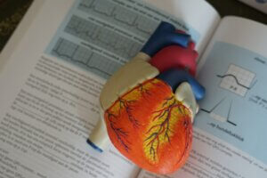 A 3-d model of a heart laying on top of a text book