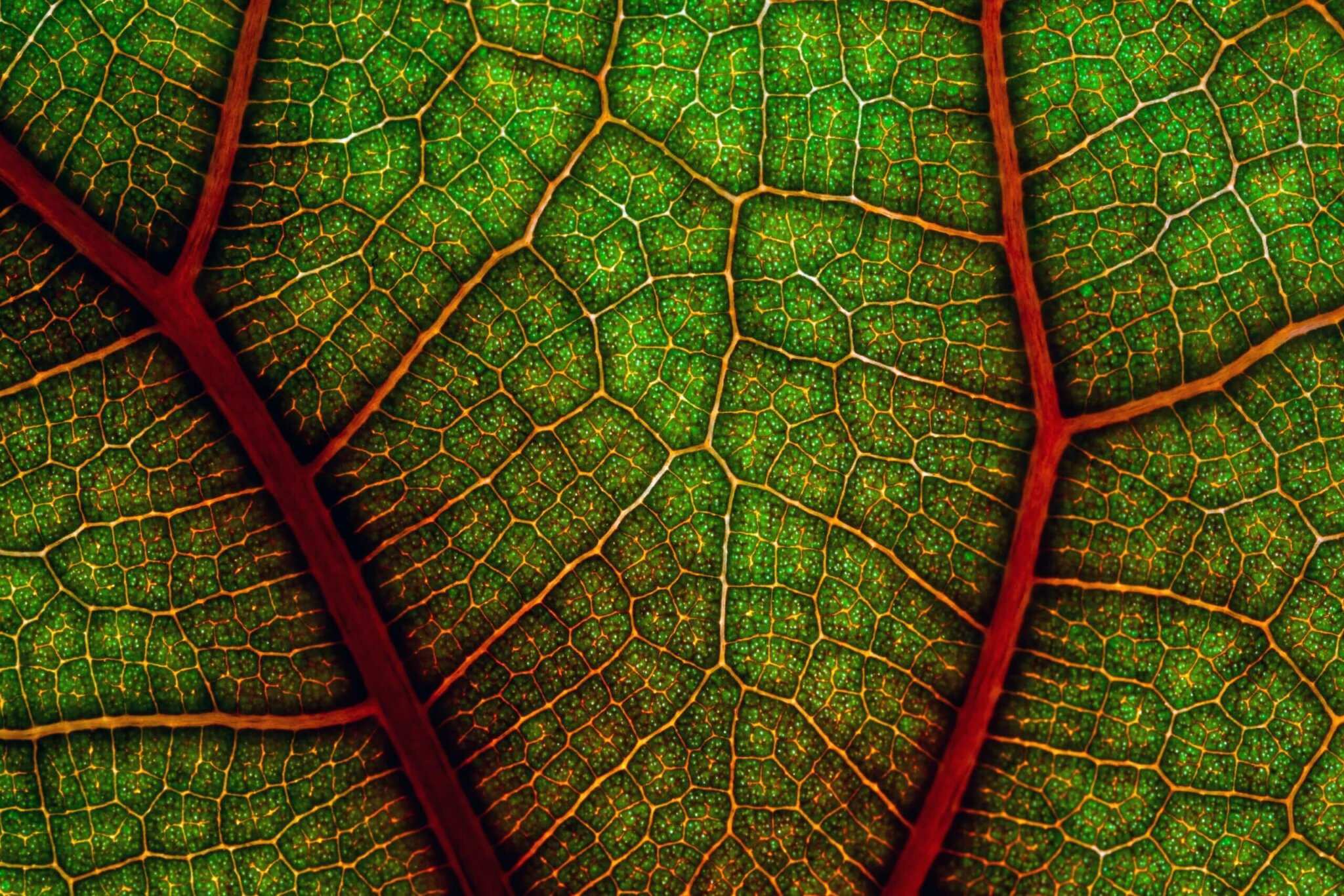 detailed picture of the veins of a green and red leaf found in nature