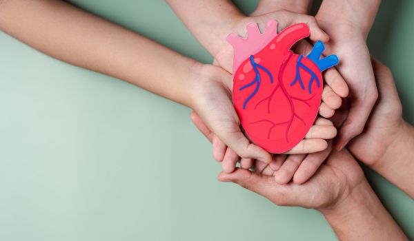 hands holding heart organ paper cut, heart anatomy, heart attack