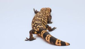 Gila Monster on light blue background