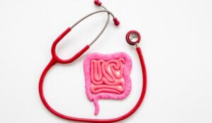 Intestines colon organ stomach