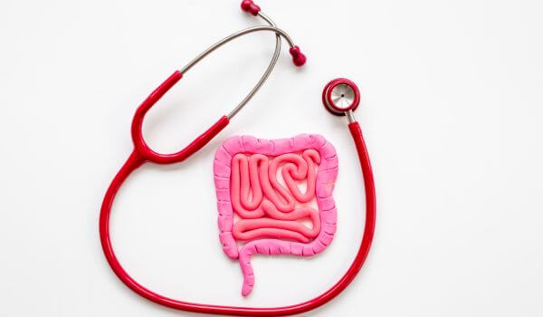 Intestines colon organ stomach