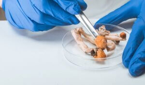 Advancements in Psilocybin Research and Treatment