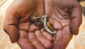 Psilocybin mushroom. Dried hallucinogenic magic mushrooms. Shrooms in hands