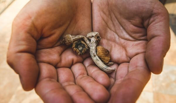 Psilocybin mushroom. Dried hallucinogenic magic mushrooms. Shrooms in hands