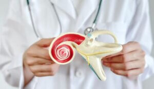 Doctor showing a human Inner ear
