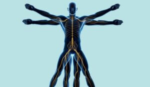 Neuromuscular conditions are disorders that affect the muscles and the nerves that control them
