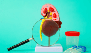 What exactly do the kidneys do