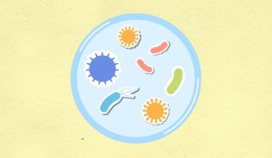 Bacterial and viral infections are caused by two different things