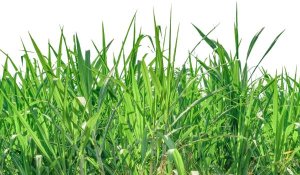 grass allergies