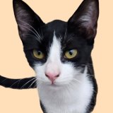 Chili1